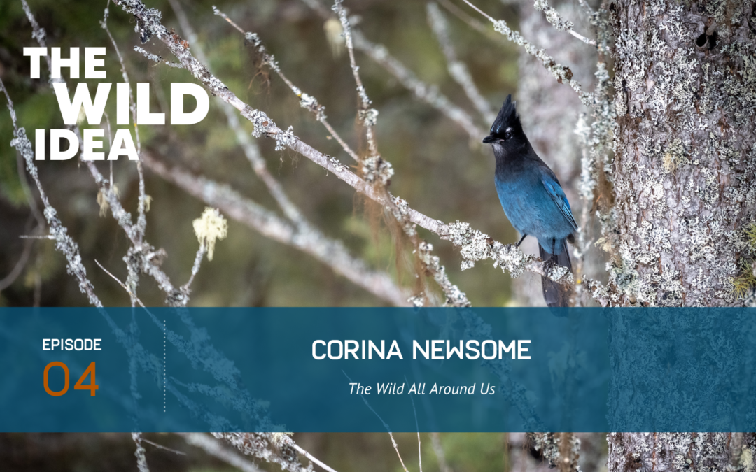 Corina Newsome: The Wild All Around Us