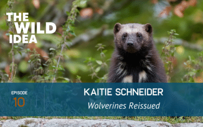 Kaitie Schneider: Wolverines Reissued