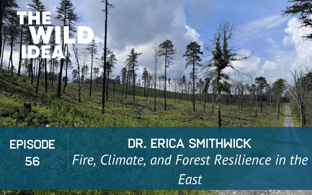 Dr. Erica Smithwick: Fire, Climate, and Forest Resilience in the East