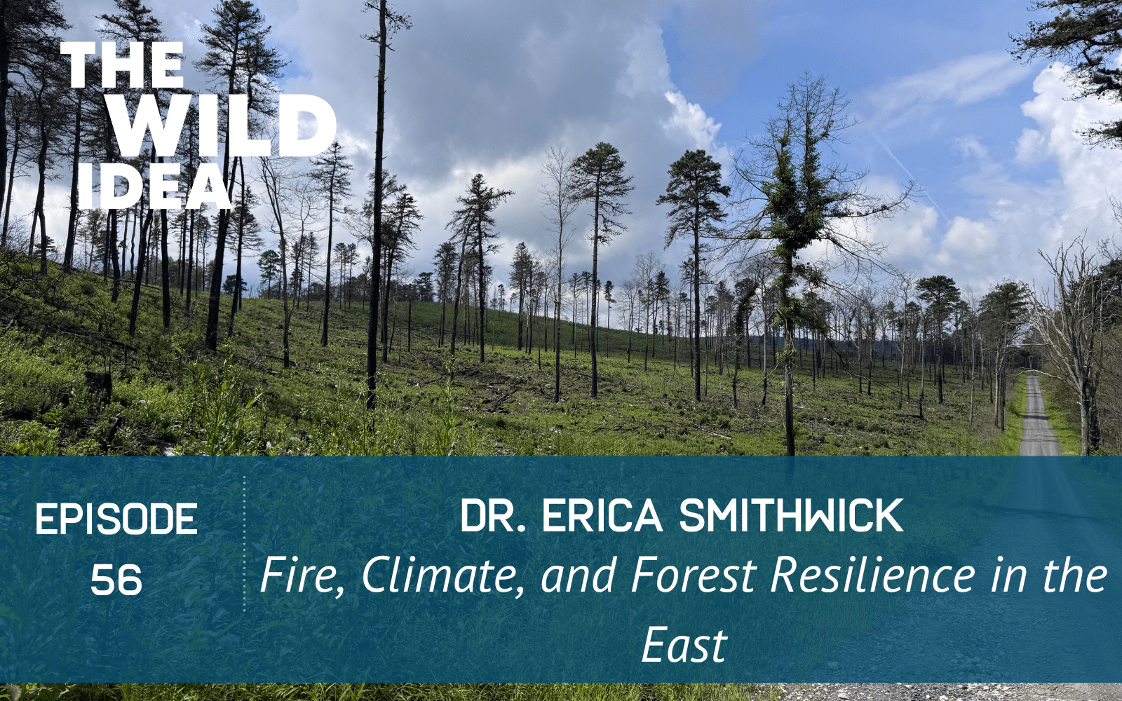 Dr Erica Smithwick joins The Wild Idea podcast for a conversation about fire, climate, and forest resilience