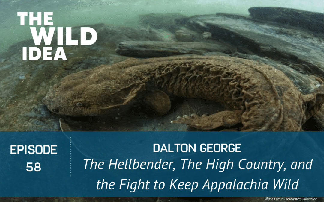Dalton George: The Hellbender, The High Country, and the Fight to Keep Appalachia Wild