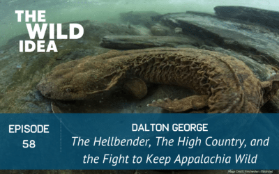 Dalton George: The Hellbender, The High Country, and the Fight to Keep Appalachia Wild