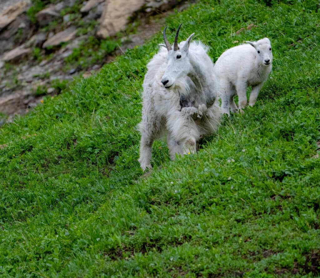 mother and baby goat